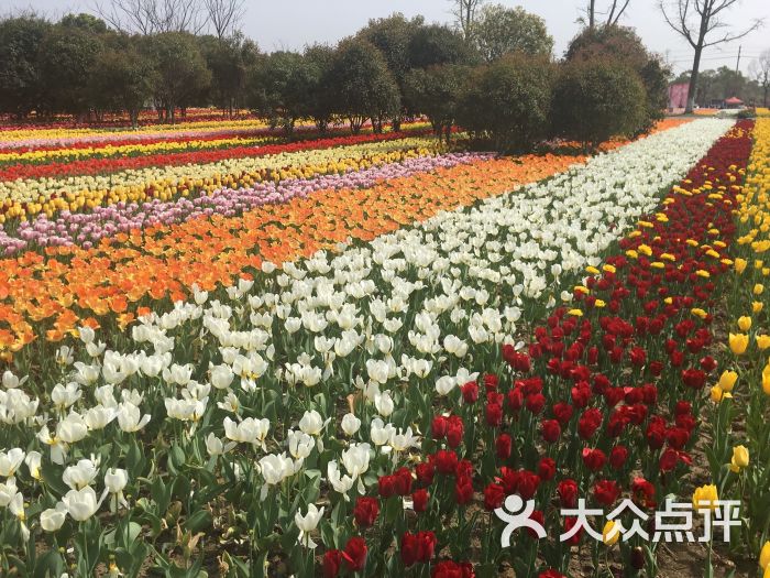 昆山巴城荷兰郁金香文化节图片 - 第13张