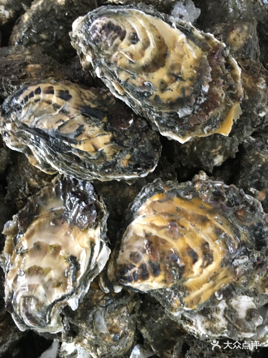 清蒸过后的生蚝又肉饱满,价格美丽又营养
