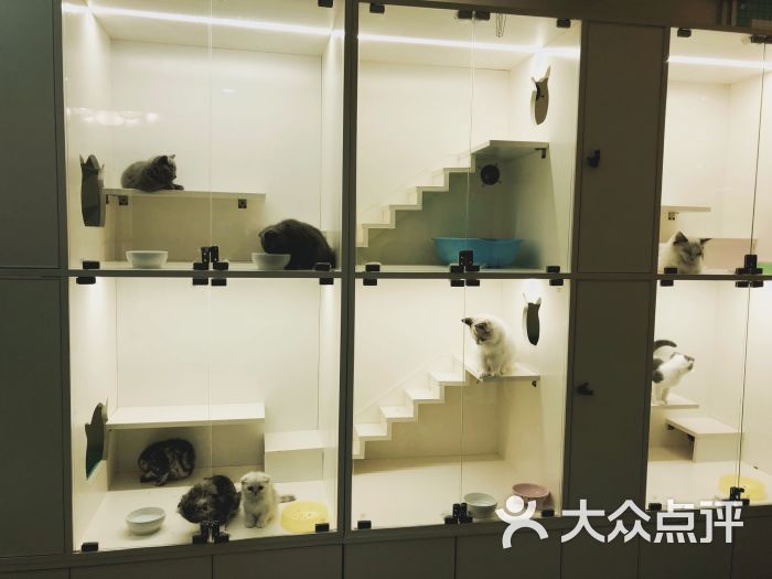 麒麟宠物猫舍spa洗澡美容寄养酒店(普陀长寿路店)图片 - 第6张