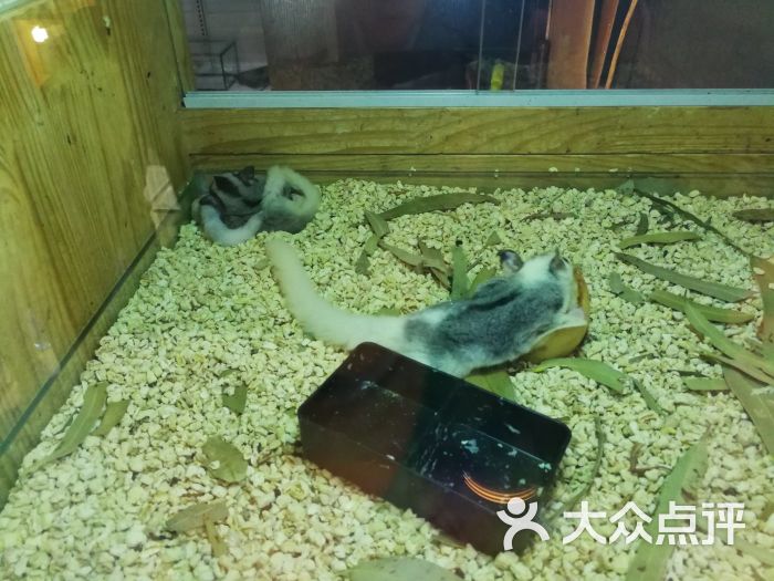新官园花鸟鱼虫工艺品市场图片 - 第81张