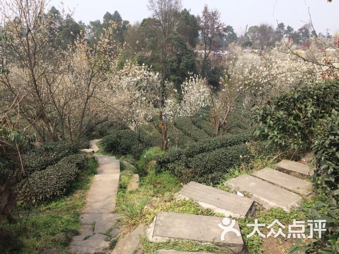 樱桃山旅游景区-图片-蒲江县周边游-大众点评网