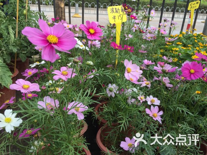 深圳花卉世界图片 第7张