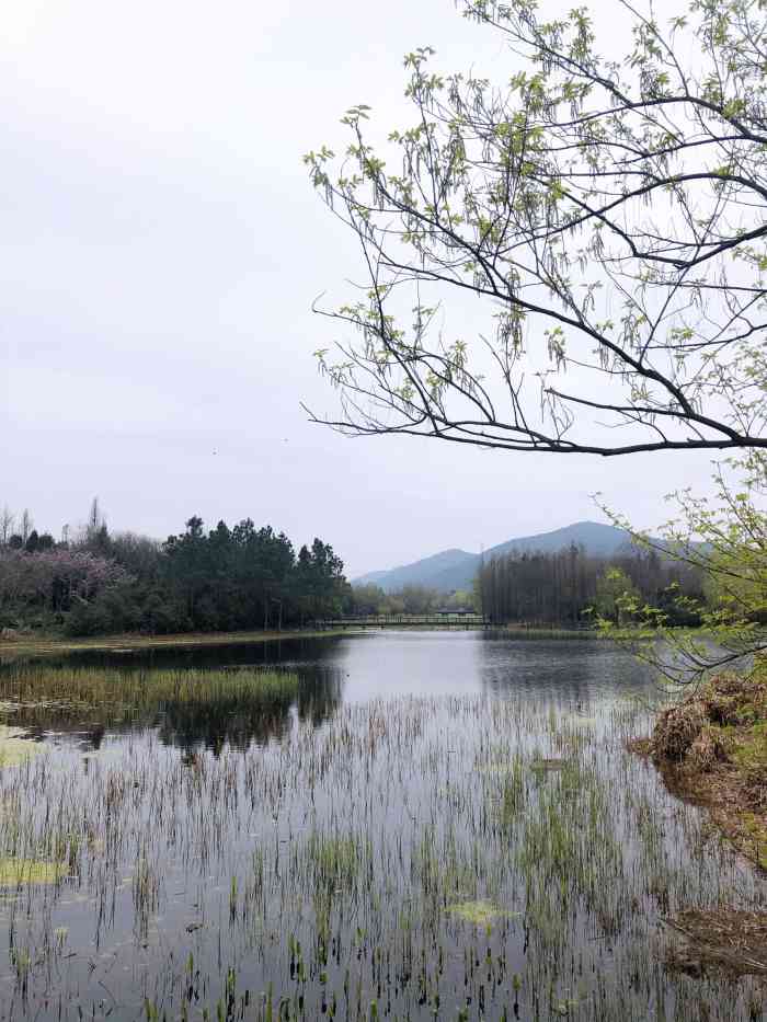 长广溪湿地公园-"2019.8.8 不是对湿地和植物特别感.