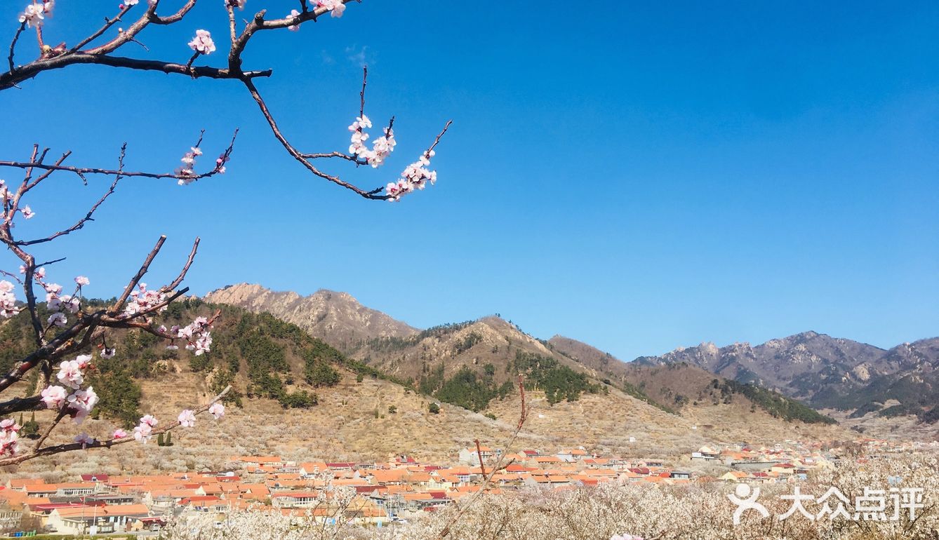 山色峪樱桃花开正好带着家人赶紧去踏春吧