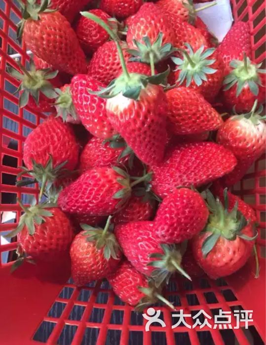 君豪小镇草莓采摘园-图片-兰州休闲娱乐-大众点