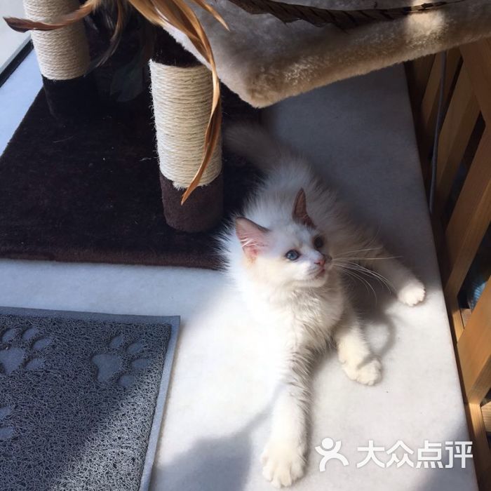 好鱼猫舍·宠物馆图片 第4张