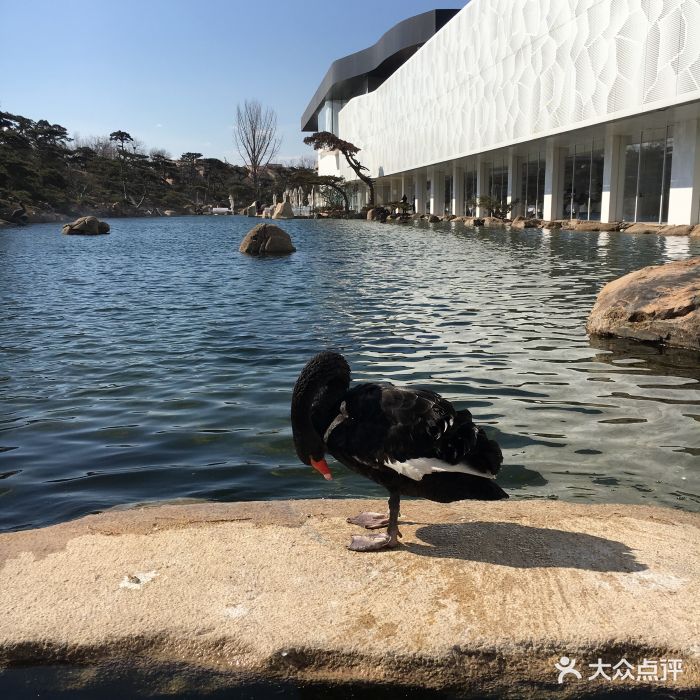 黑天鹅法餐·下午茶(杨林旗舰店)图片