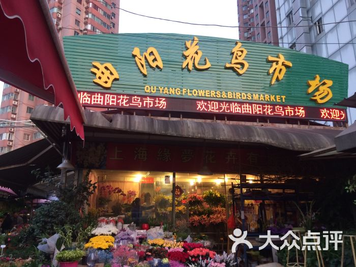 曲阳花鸟市场图片 - 第6张
