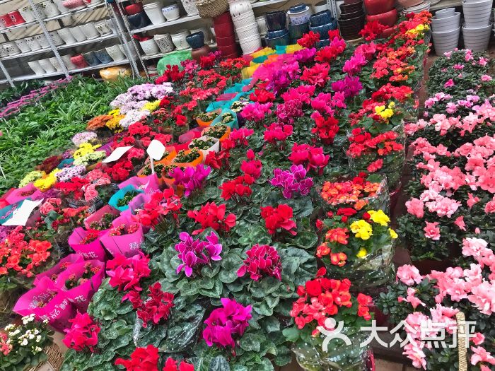 曹庄子花卉市场-图片-天津购物-大众点评网