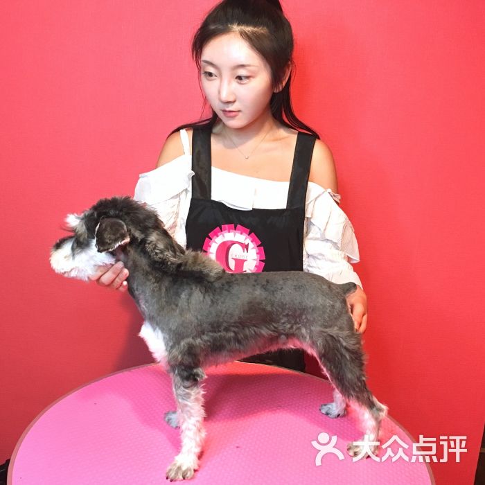 雪纳瑞小马装