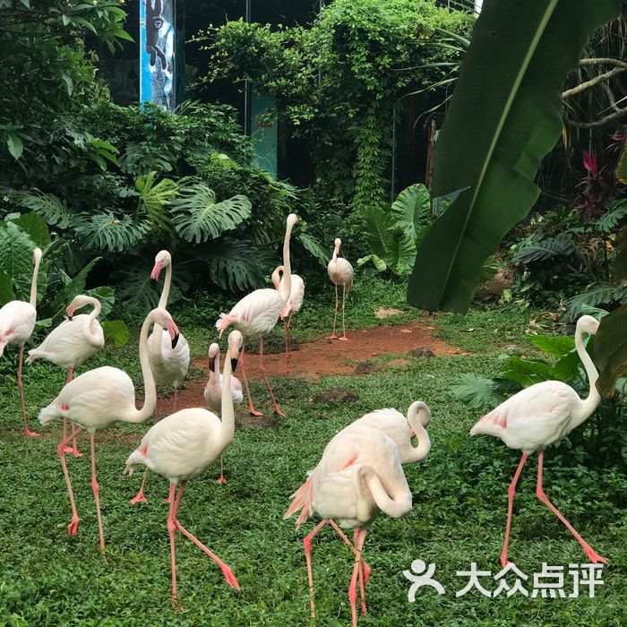 海南热带野生动植物园