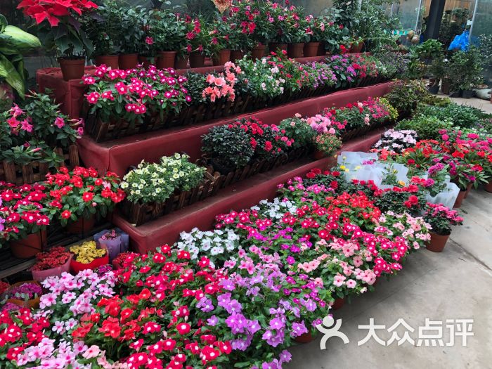 龙大花卉苗木市场图片 - 第13张