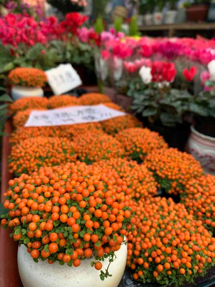 曹庄子花卉市场-"曹庄花卉市场是天津比较有影响力的.