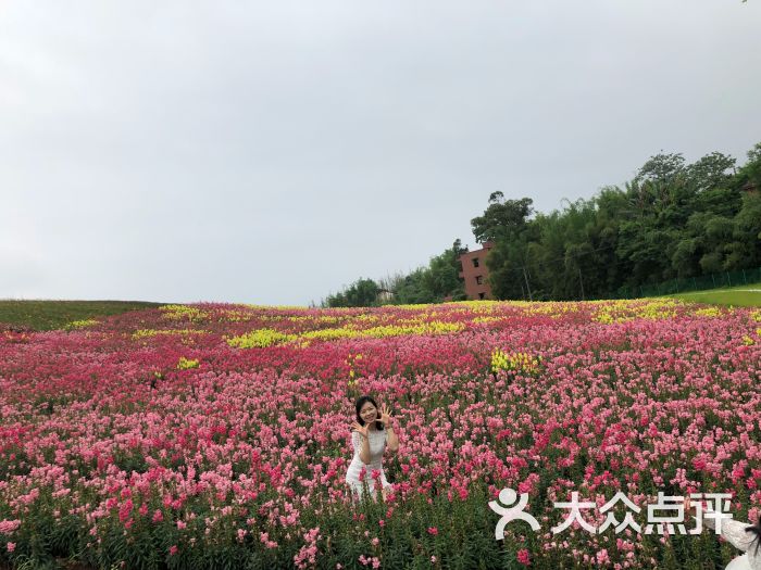 兴隆花海-图片-重庆周边游-大众点评网