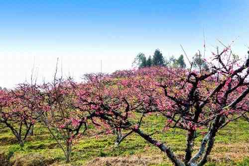 鹰嘴桃农庄-"地址 : 广州从化 吕田镇 苏坑 鹰嘴桃.