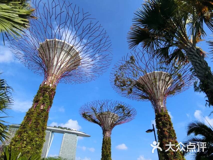 新加坡植物园图片 - 第1张
