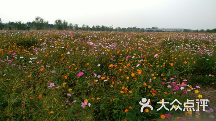 马场山-花海图片-南京周边游-大众点评网