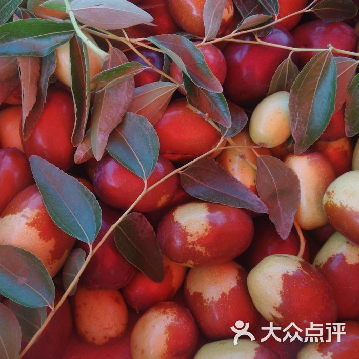 贾家枣园采摘园成熟的长辛店白枣图片-北京采摘/农家乐-大众点评网