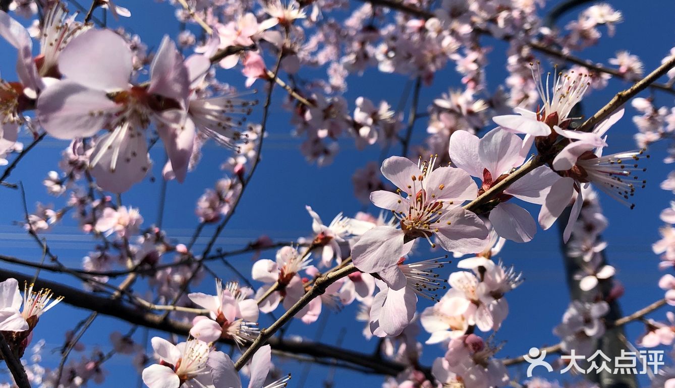 野山桃花开了