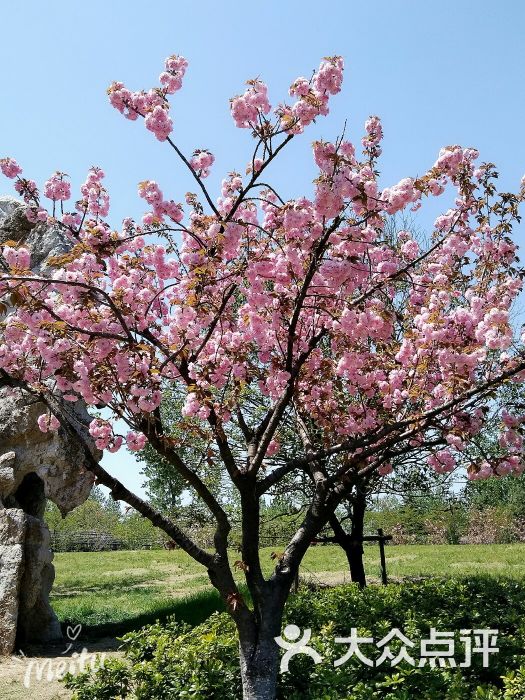 樱花园图片 - 第5张