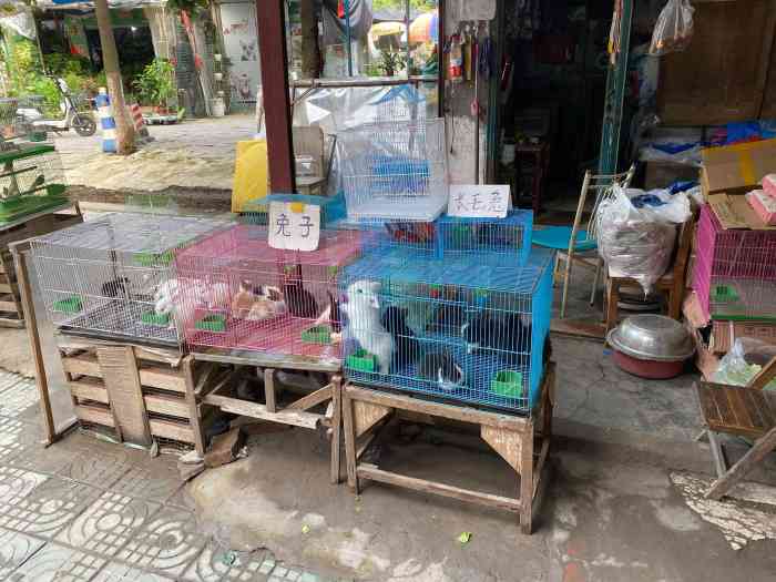 "花鸟市场以前是在园林路的河边,后来统一搬.