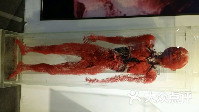 "生命奥秘·人体标本"科普展2015武汉站图片 - 第4张