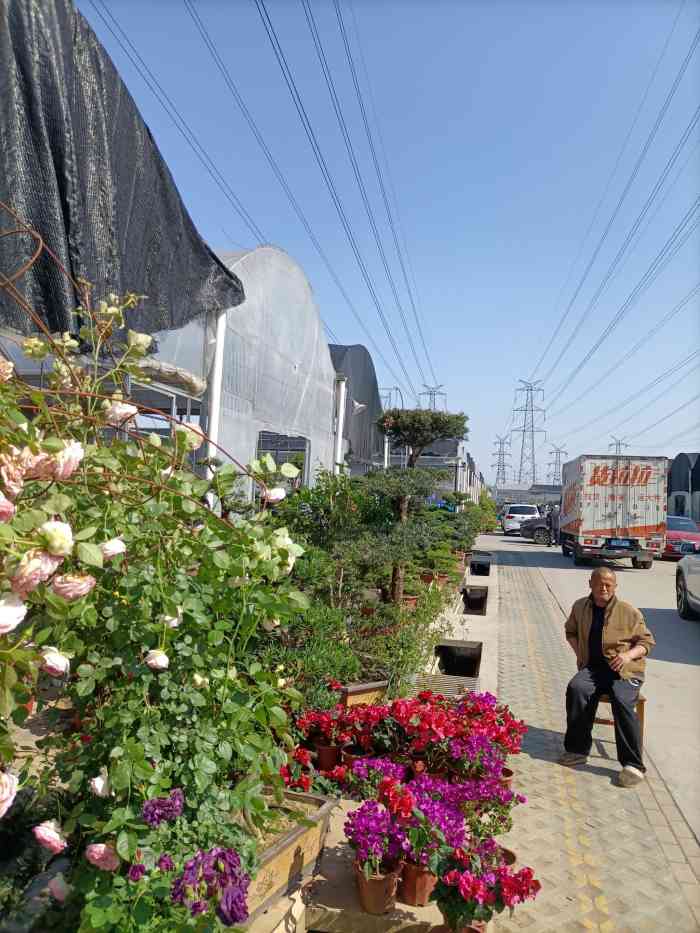 杨行特色盆花基地-"吃过brunch闺蜜带着我来的,没想到占.