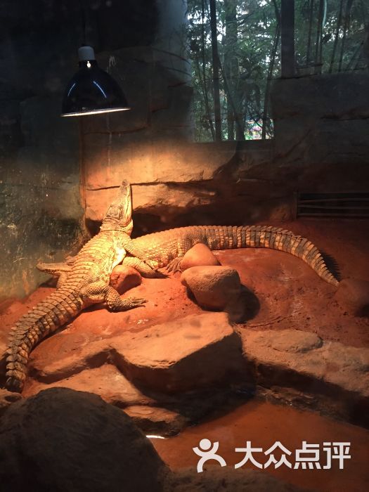 上海动物园鳄鱼图片 第16张