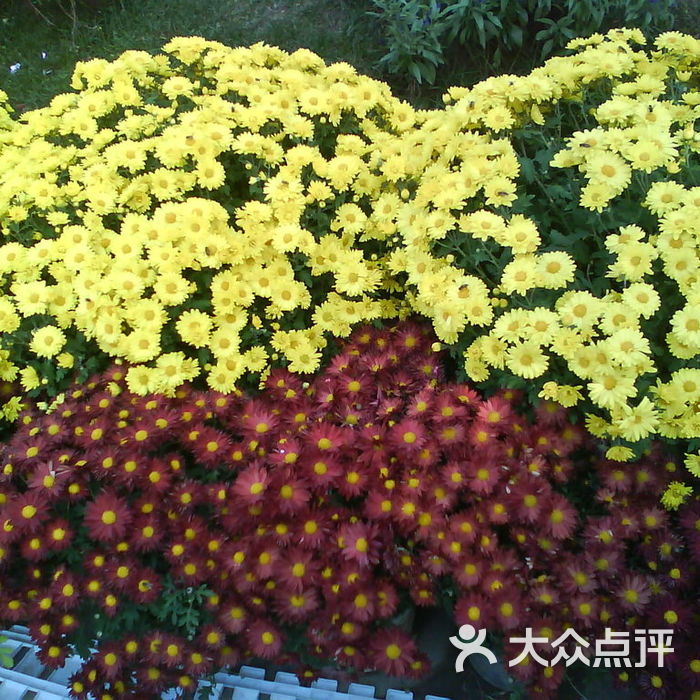 金盛强世界花卉创意园dsc02238图片-北京旅游其他-大众点评网