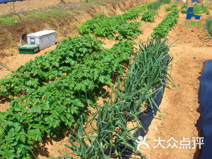 红骨顶市民农园-图片-天津景点