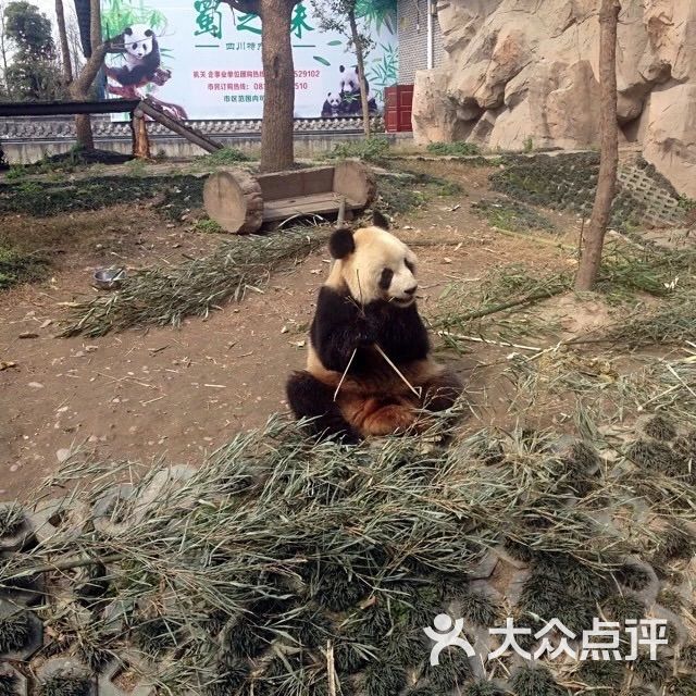 大熊猫生态园停车场-图片-成都爱车