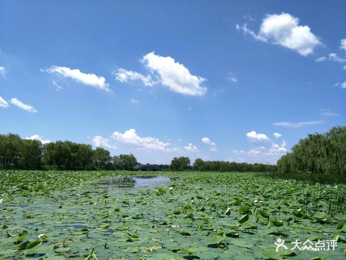 铁岭莲花湿地景区图片 - 第349张