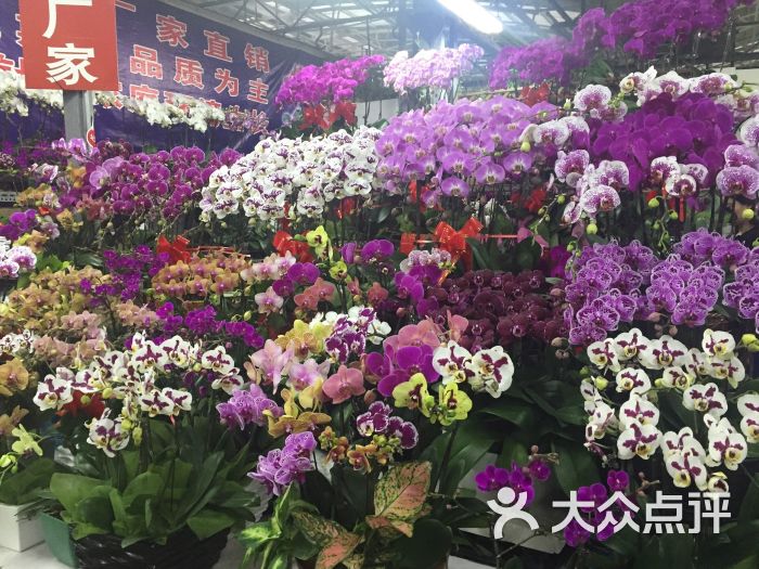 莱太花卉(三元桥店)的全部点评-北京-大众点评网