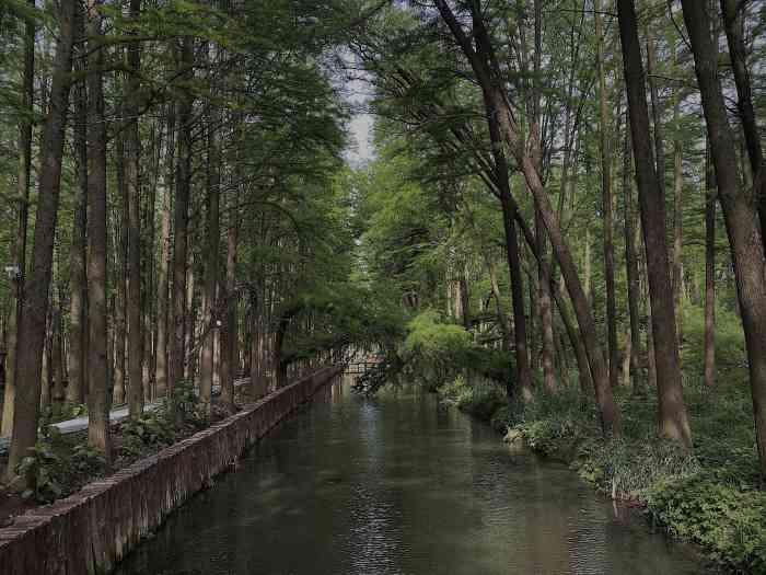 李中水上森林景区-"泰州|水上森林江苏泰州兴化的李,.