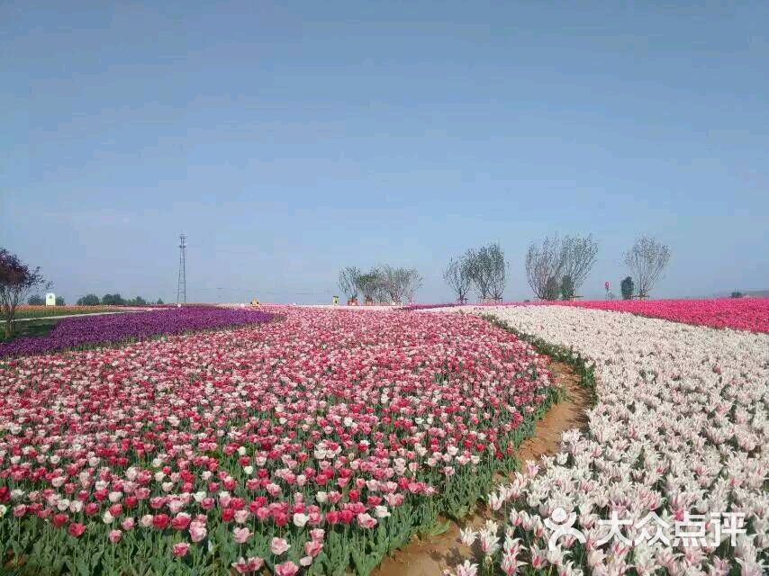 伊滨区豪泽国际郁金香花海欢乐城