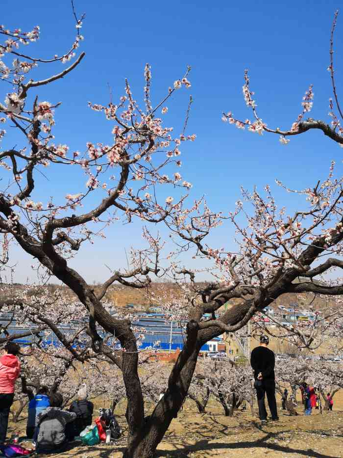 沙地沟杏花谷杏采摘园-"[糖果]真实点评[糖果]分享[].