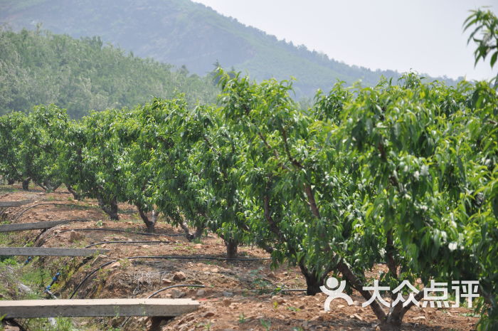 雪堰冠农果树种植园-尚桃水蜜桃旗舰店的相册