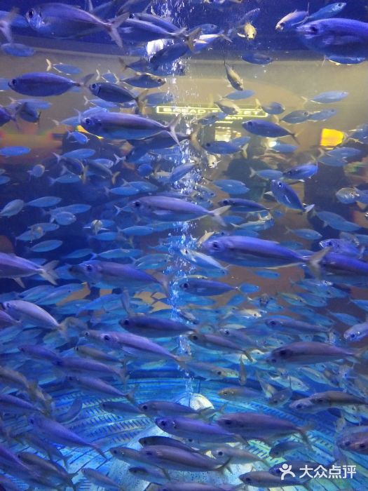 迪拜亚特兰蒂斯失落的空间水族馆图片