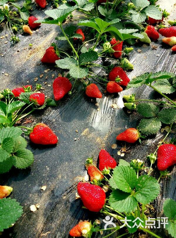 喜雍莓苑草莓园图片 - 第3张