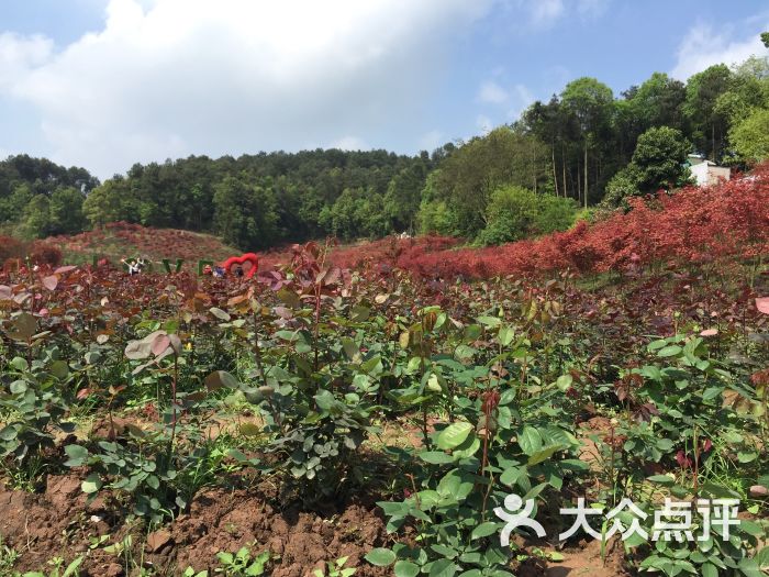 南湖多彩植物园图片 - 第80张