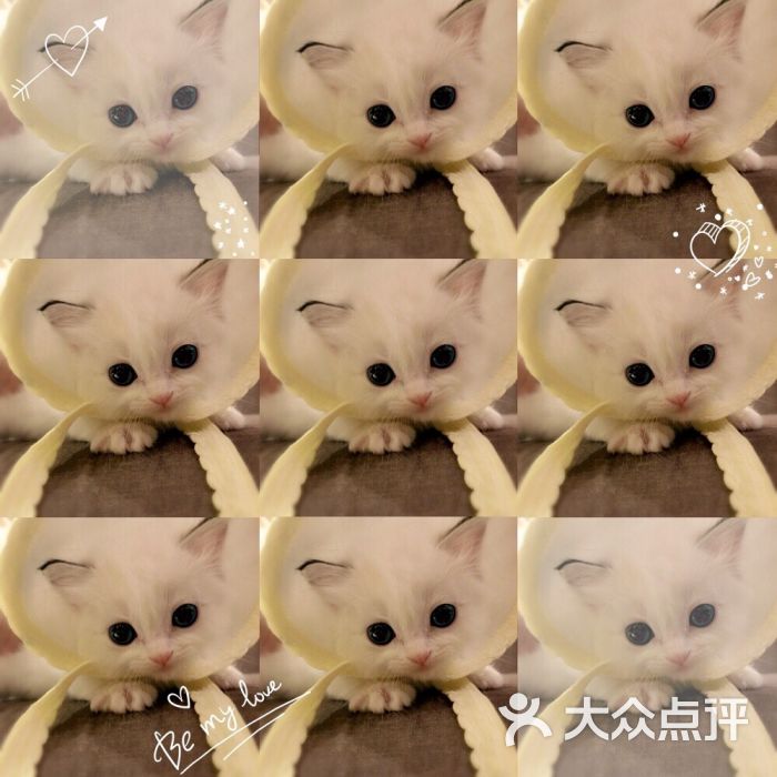 gift house布偶猫图片 - 第35张