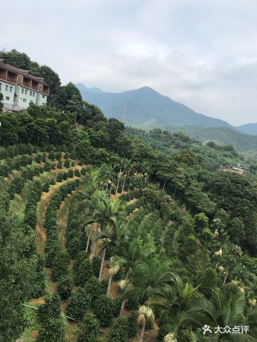 南坑咖啡-图片-南靖县美食-大众点评网