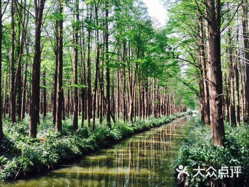 李中水上森林景区