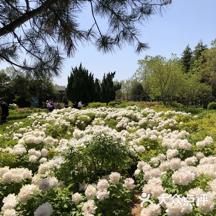 国家牡丹园图片-北京植物园-大众点评网