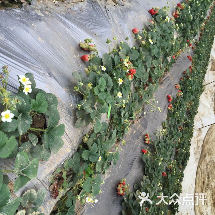 田乐乐草莓采摘园图片-北京采摘/农家乐-大众点评网
