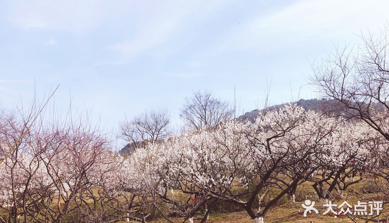 漫山遍野的梅花是春天的脚步