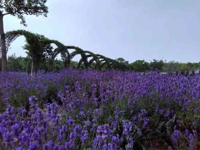 上海薰衣草公园