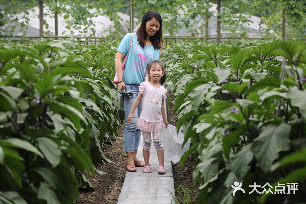 重庆农博园蔬菜采摘区图片 - 第21张