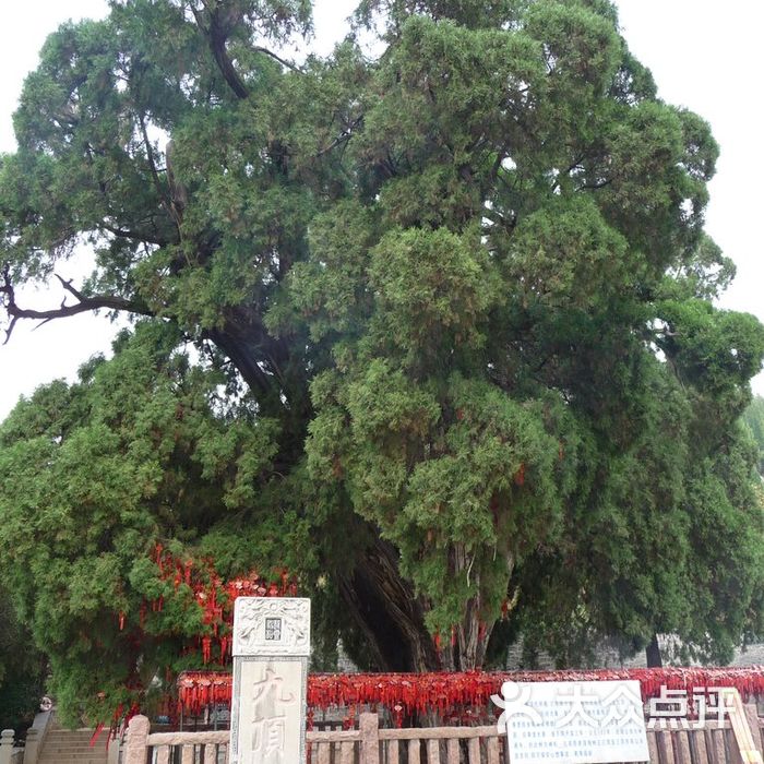 四门塔风景区九顶松图片-北京自然风光-大众点评网