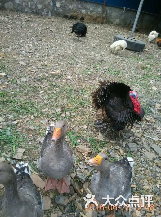 鑫聚盛凯庄园(餐饮部)-图片-三河市美食